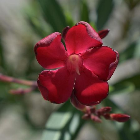 Palmengarten Finning Eksteriør bilde